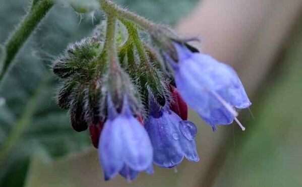 comfrey medicine for the treatment of varicose veins